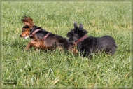 comp_IMG_1367-1