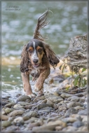 comp_IMG_6737-1