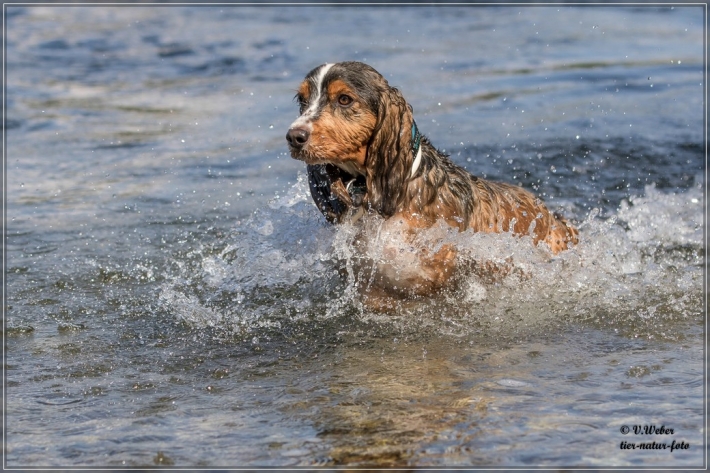 comp_IMG_6814-1