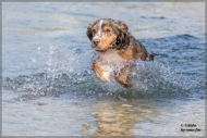 comp_IMG_6860-1