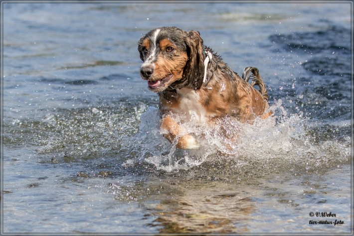 comp_IMG_6864-1