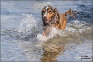 comp_IMG_6899-1