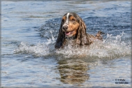 comp_IMG_6978-1