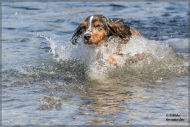 comp_IMG_7033-1