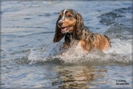 comp_IMG_7041-1