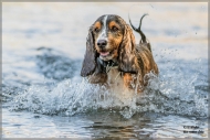 comp_IMG_7072-1