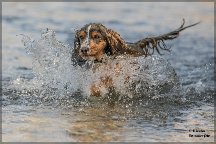 comp_IMG_7076-1