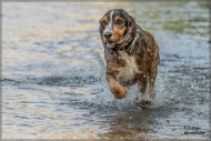 comp_IMG_7088-1