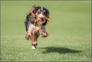 comp_IMG_0541-1
