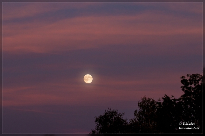 comp_IMG_5576-1