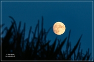 comp_IMG_8652-1