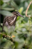 comp_IMG_0013-1