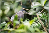 comp_IMG_0019-1