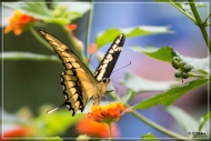 comp_IMG_0029-1