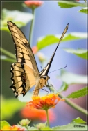 comp_IMG_0030-1