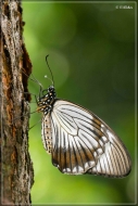 comp_IMG_9806-1