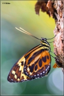 comp_IMG_9807-1