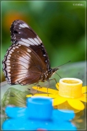 comp_IMG_9811-1