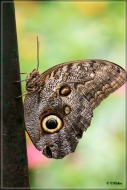 comp_IMG_9820-1