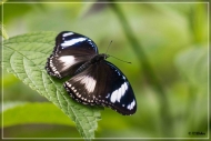 comp_IMG_9847-1