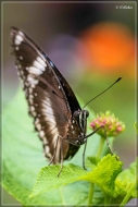 comp_IMG_9856-1