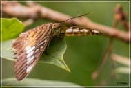 comp_IMG_9865-1