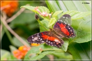comp_IMG_9868-1