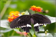 comp_IMG_9879-1