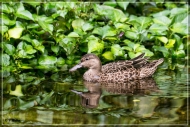 comp_IMG_9900-1