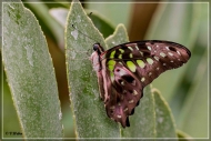 comp_IMG_9905-1