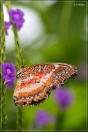comp_IMG_9906-1