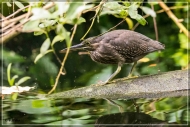 comp_IMG_9921-1