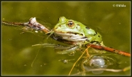 comp__MG_3518-1