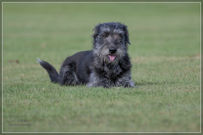 comp_IMG_5534-1