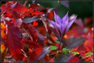 comp_IMG_0987-1