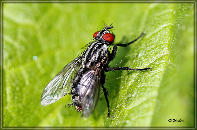 comp__MG_7571-1