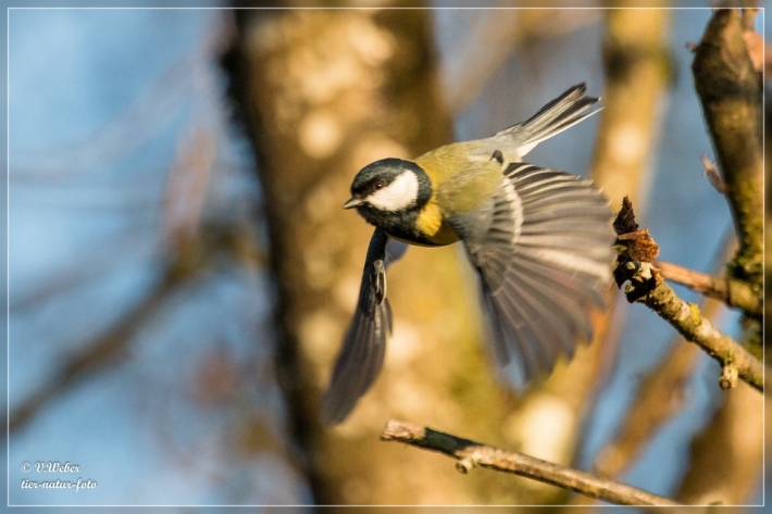 comp_IMG_0411-1