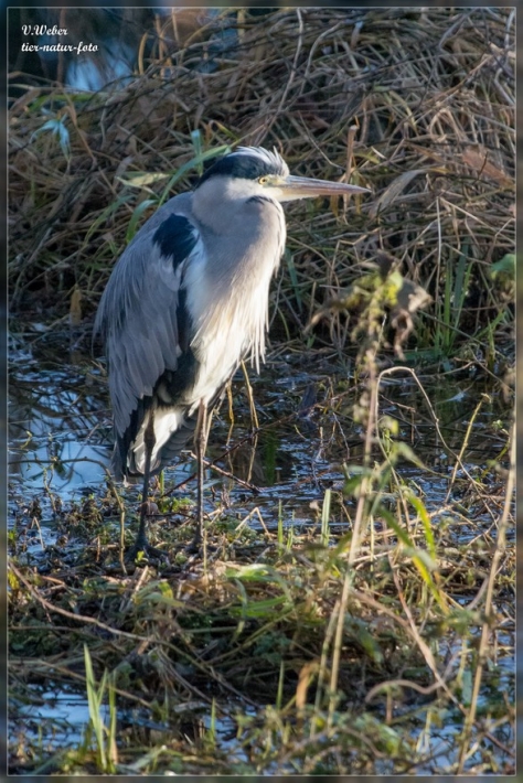 comp_IMG_0417-1