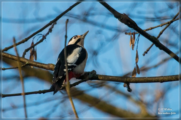 comp_IMG_0474-1