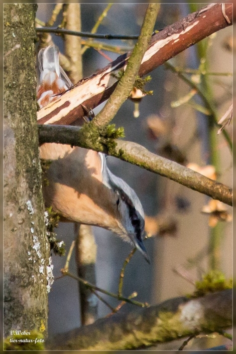 comp_IMG_0646-1