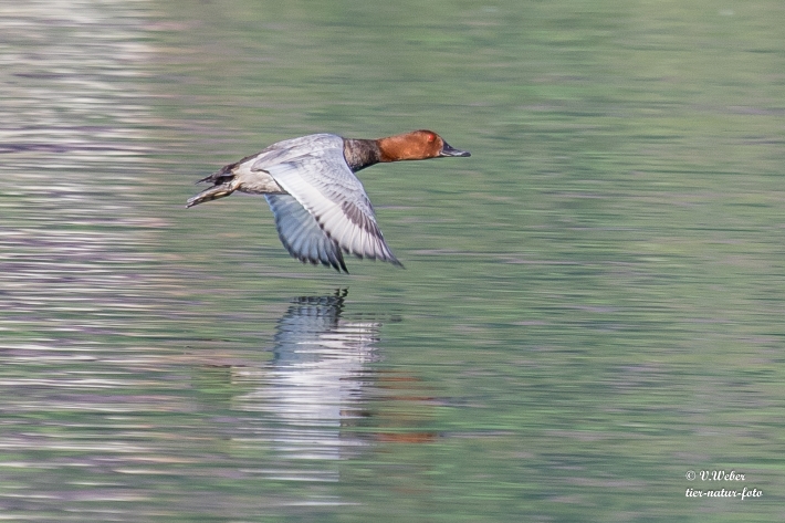 Tafelente im Flug