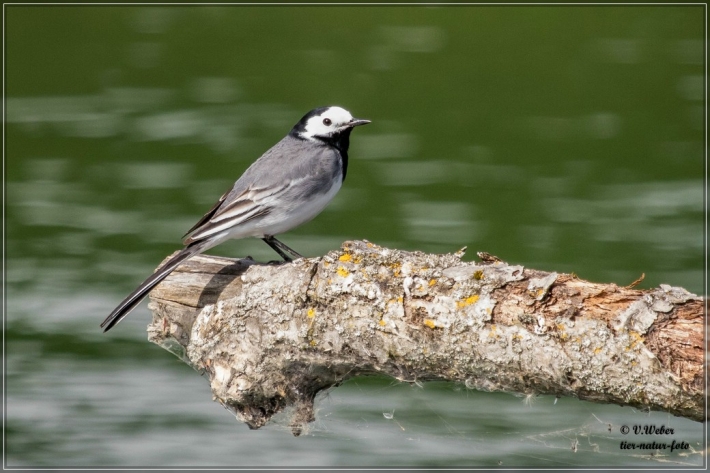 comp_IMG_3291-1
