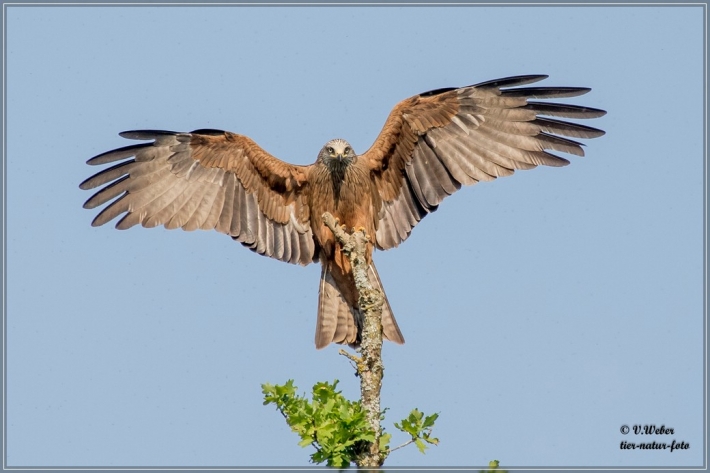 comp_IMG_3512-1