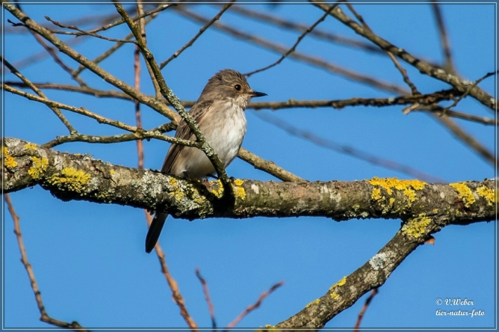 comp_IMG_3740-1